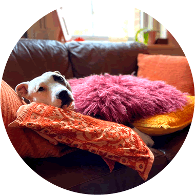 dog sleeping in daycare